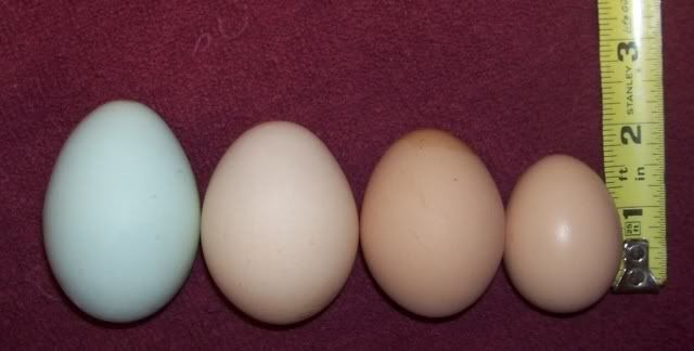 Eggs20080121.jpg