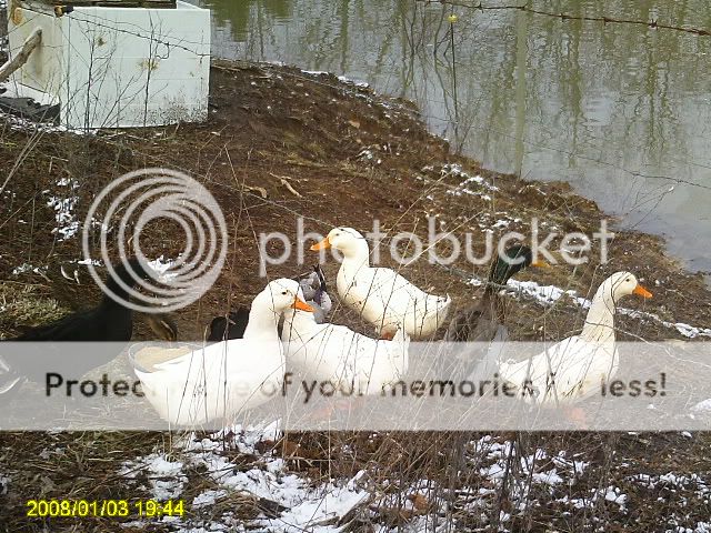 Picture004.jpg