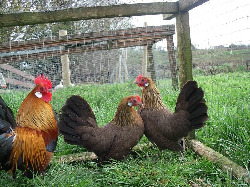 dutch bantam trio