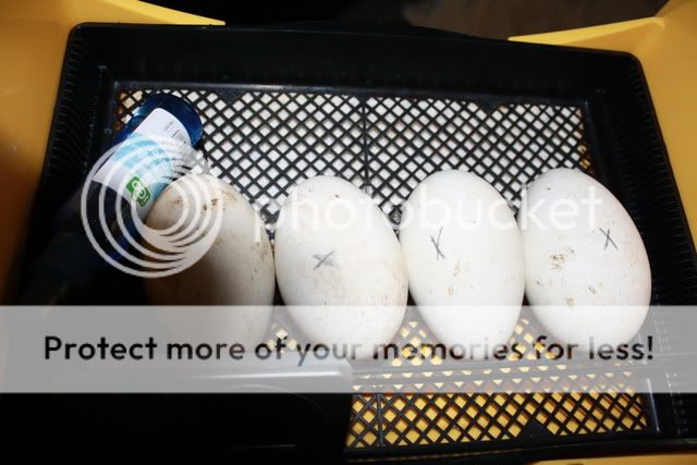 gooseeggs001.jpg