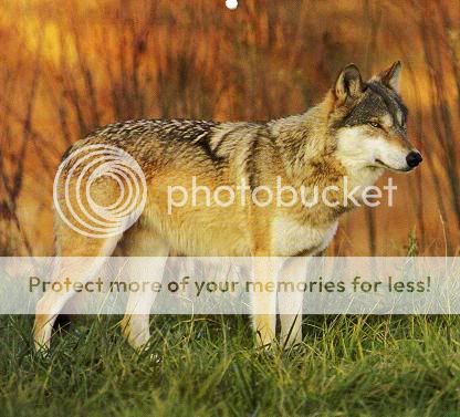Wolf13.jpg