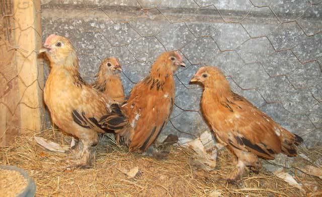 Millefleurchicks.jpg