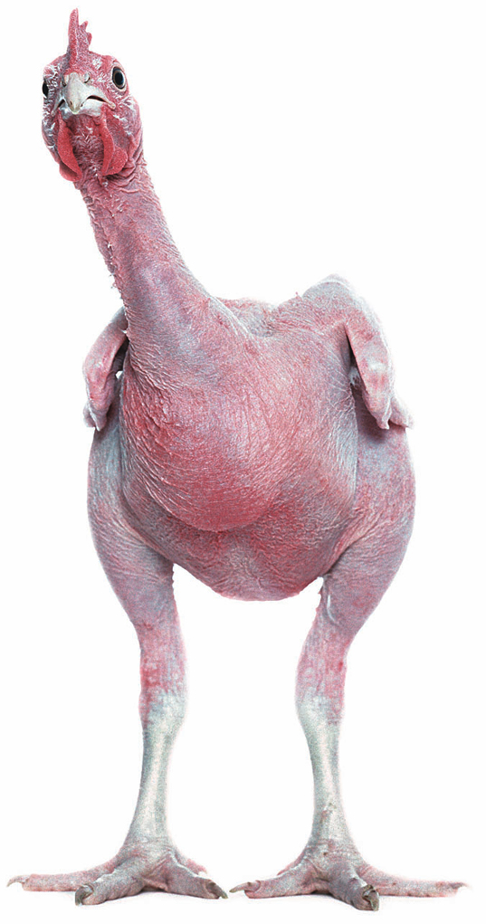 featherless-chicken.jpeg
