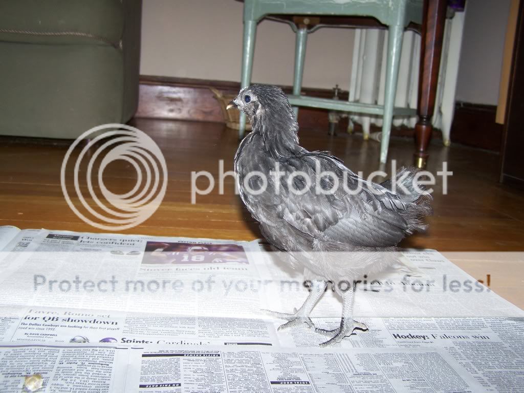 100_4266.jpg