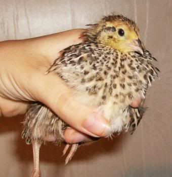 quail1fem.jpg