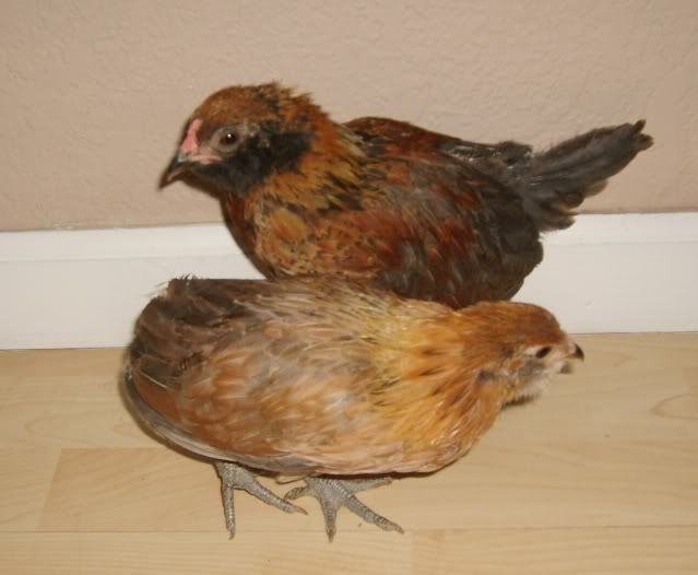 chicksforsale007-1.jpg