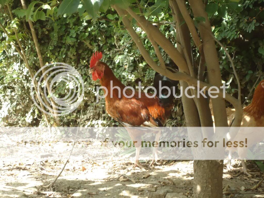 guinneafowl024.jpg