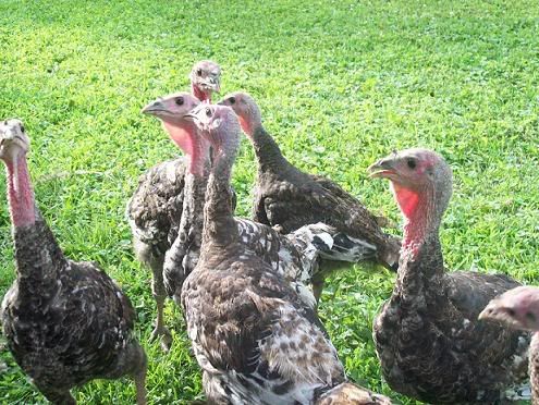 turkeys.jpg