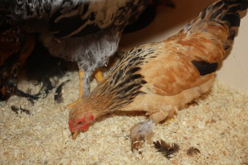 Chickens2038.jpg