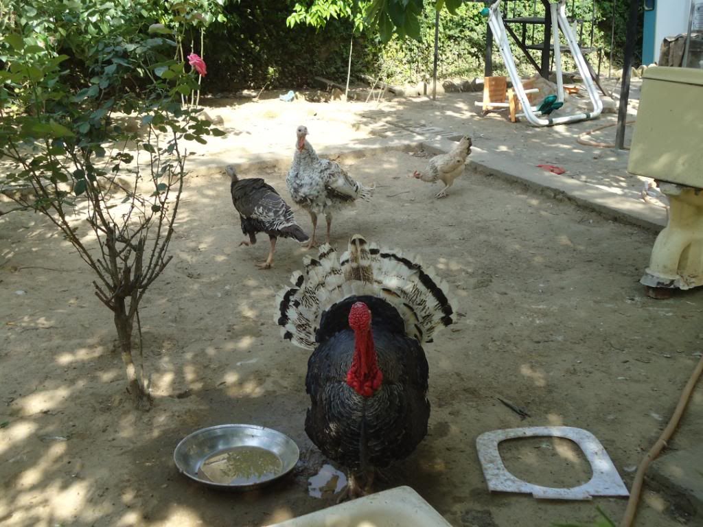 guinneafowl032.jpg