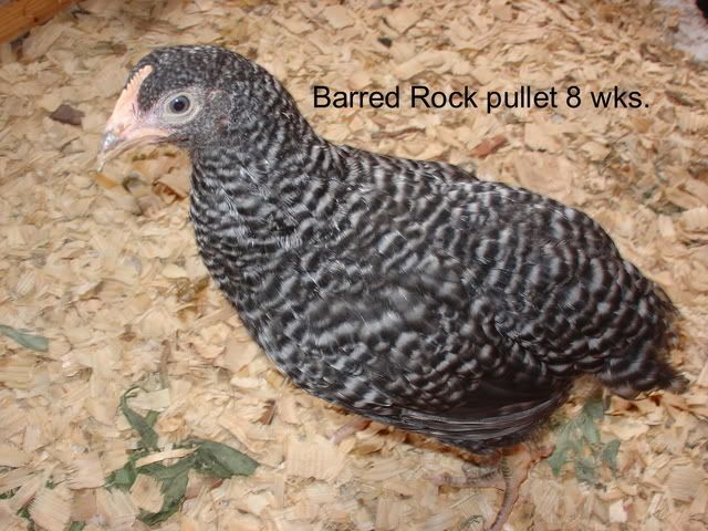 062007BirdsinCoop-10.jpg