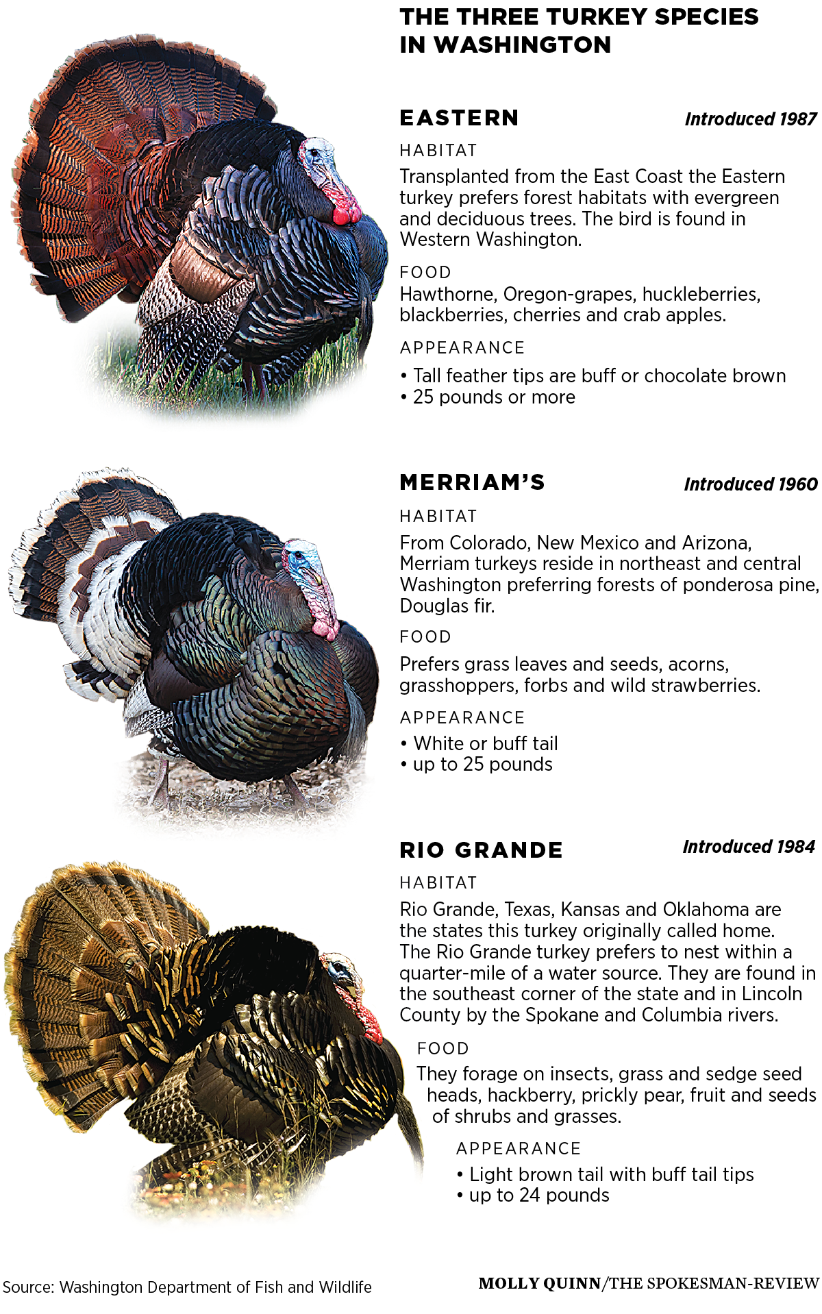 Turkey-by-type-WEB.jpg