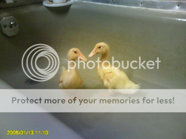 PICT0279.jpg
