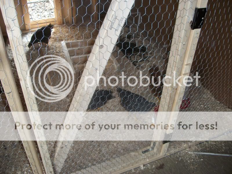 chickenshouse093.jpg