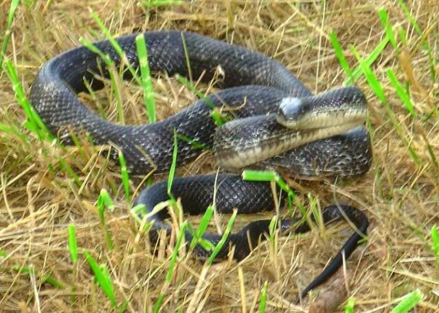 RatSnake.jpg