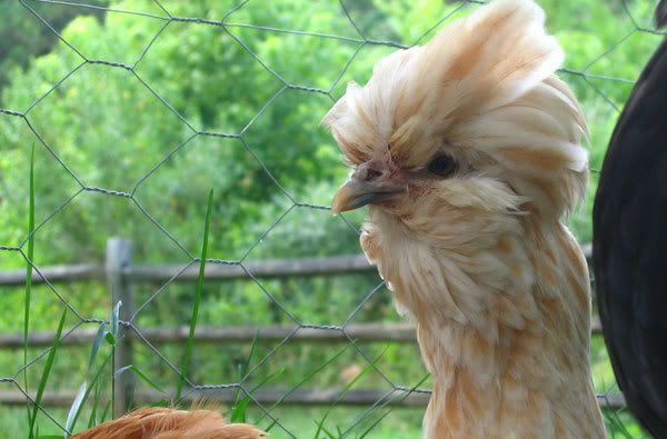buff-laced-polish-resting.jpg