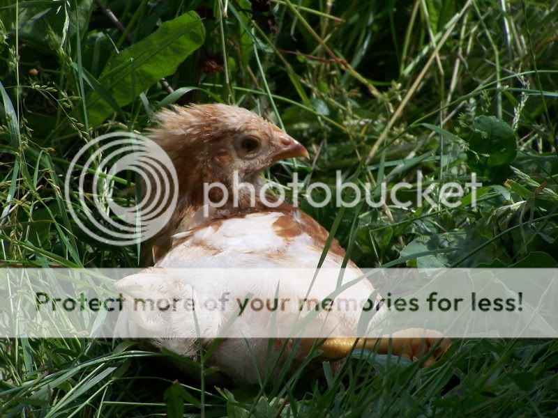 june12outwithchickens040.jpg