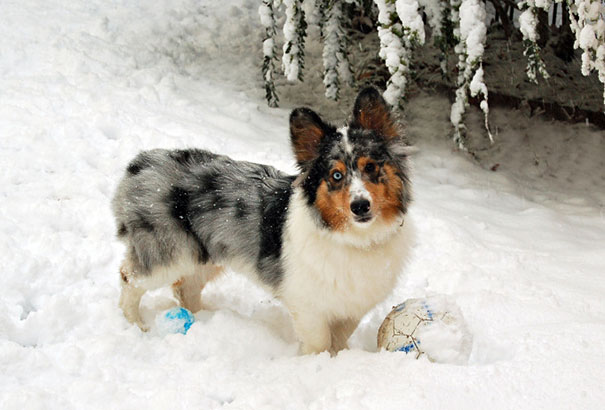 mixed-breed-dogs-18.jpg