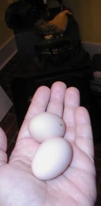 firsteggs.jpg