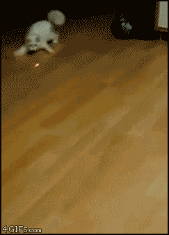 tumblr_lzf45nSzDT1r9ufbno1_250.gif
