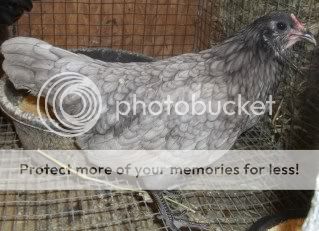 EasterBDChicks103.jpg