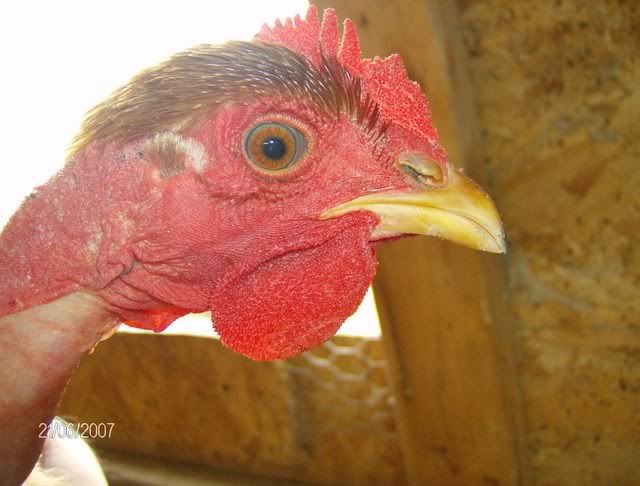 Chickens-December162007008-1.jpg