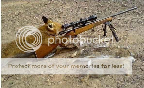 fox.jpg