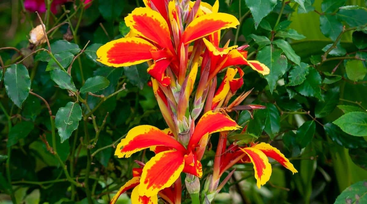 An image of the canna x generalis 'Rosemond Cole’ up close. You can see green foliage in the background, but the focus of the image is the tall orange and yellow flowers. These blooms are different from other canna lilies, and are a red-orange color on each petal. Then there is a yellow-orange layer of the outside of each flower petal.'Rosemond Cole’ up close. You can see green foliage in the background, but the focus of the image is the tall orange and yellow flowers. These blooms are different from other canna lilies, and are a red-orange color on each petal. Then there is a yellow-orange layer of the outside of each flower petal.
