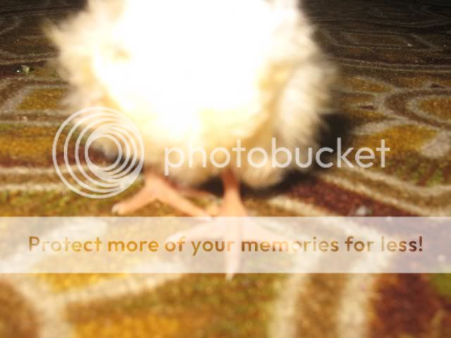 foot2.jpg
