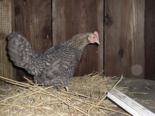 Chicken046.jpg