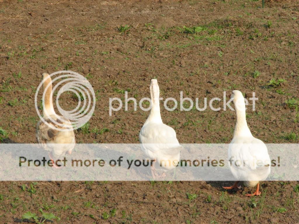 trio2.jpg