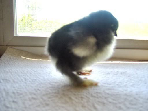 fancychicks1dayold035.jpg