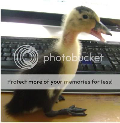 quackers1.jpg