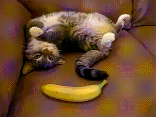 tumblr_mw41vnd1Pr1ska84uo1_400.gif