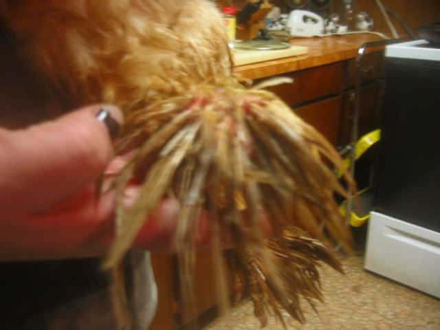 100_0016-2.jpg