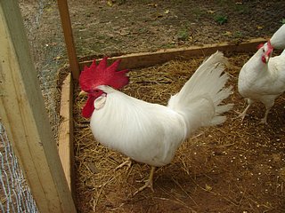 jsph_White-Leghorn2.jpg