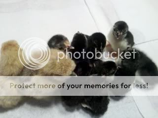 2011-05-19_12-17-09_642.jpg