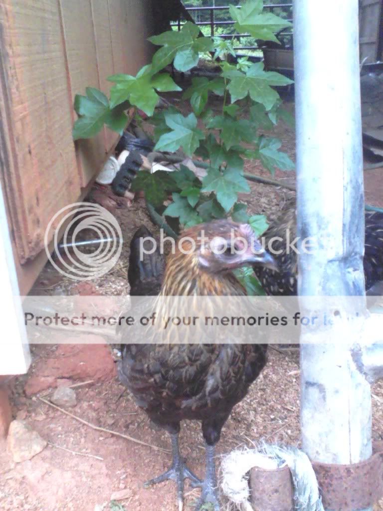 chicken.jpg