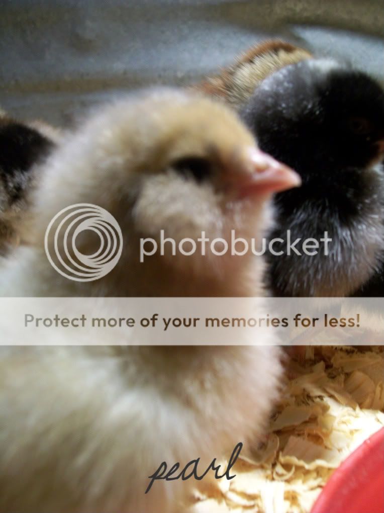 chicks2029-1-1.jpg