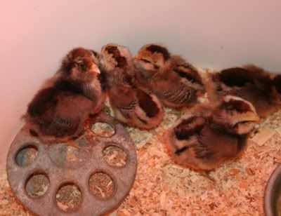 Chicks2_3April08.jpg