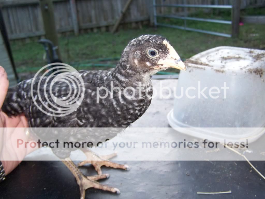 Chicksgettingolder007.jpg