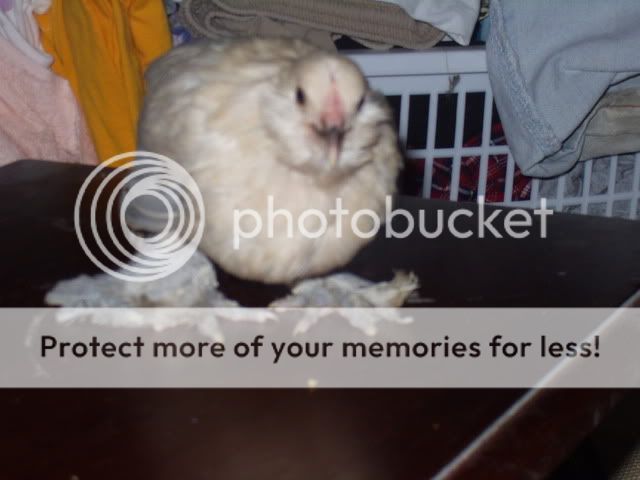 P1010321-4.jpg