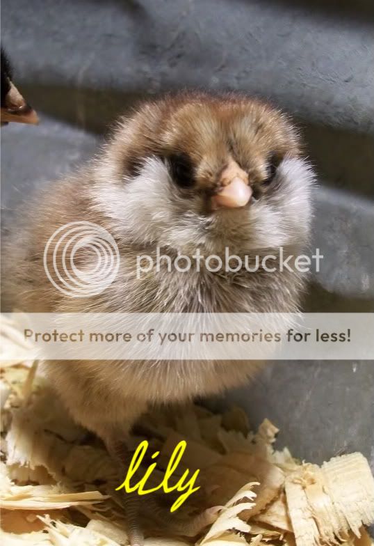 chicks2084-1.jpg