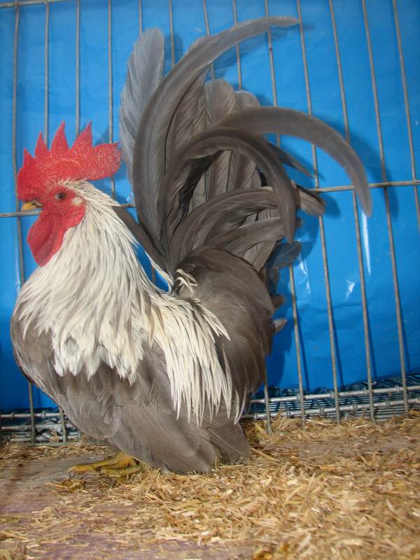 Chabo_Blauwberken_haan.jpg