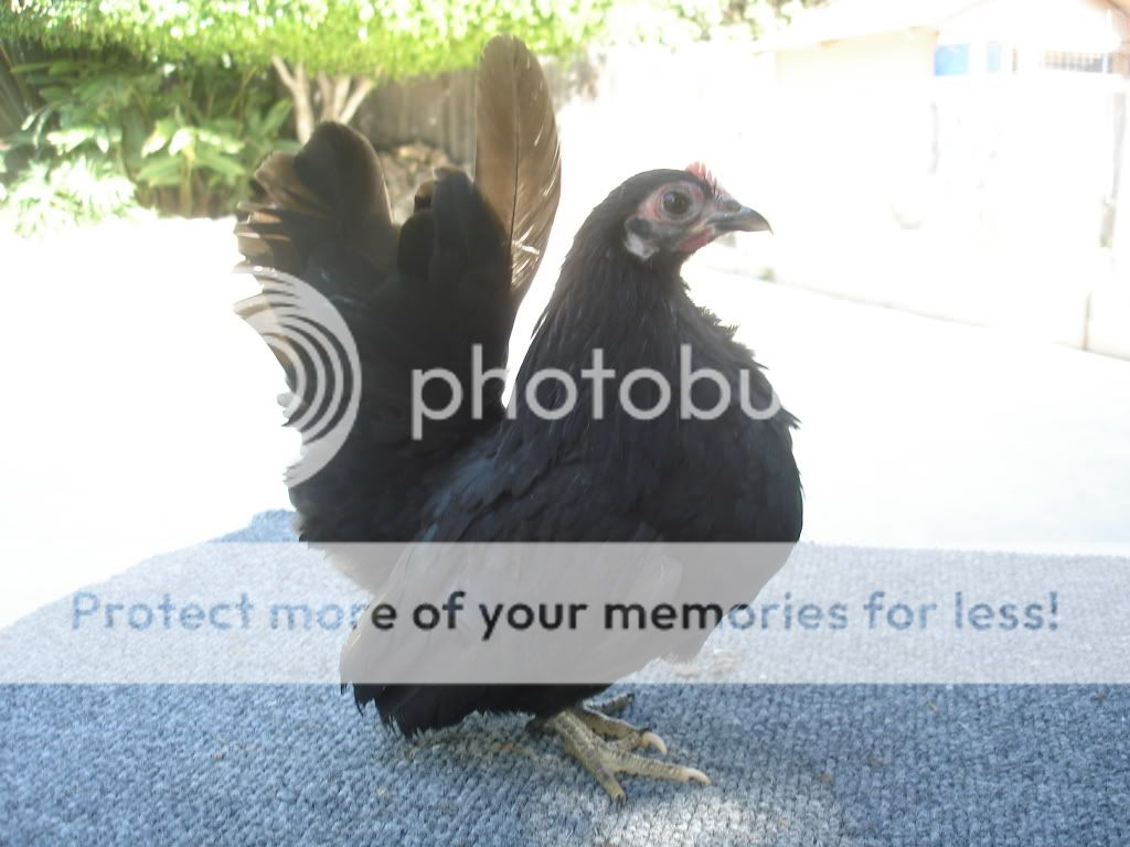 hah.jpg