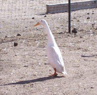whiterunner.gif