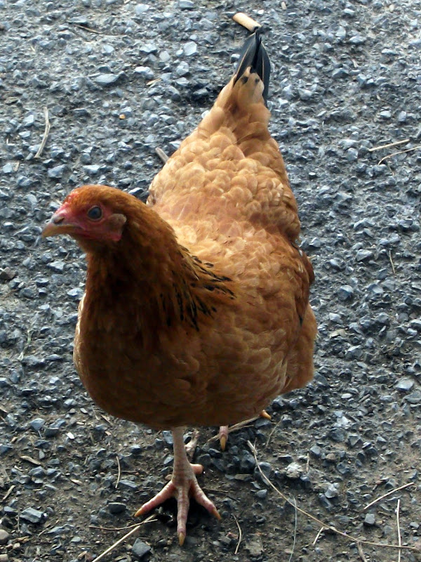 DSCF1503.JPG