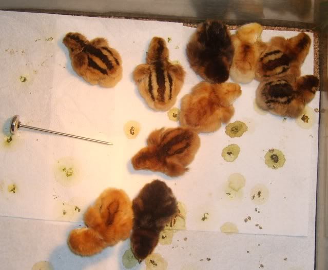 babychicks002.jpg