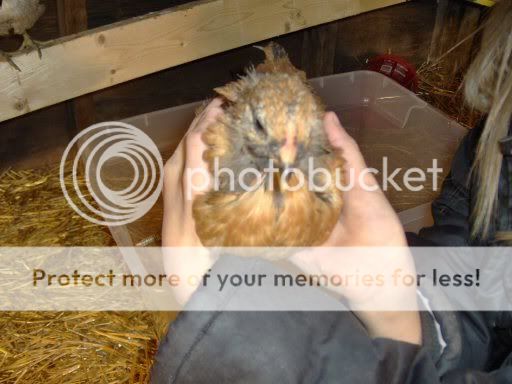 Chicks5weeksold010.jpg