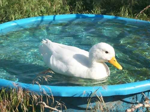 pool.jpg